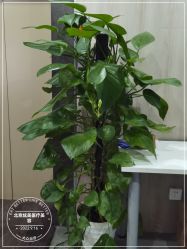 -北京炫美医疗美容