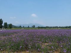 -北京东方普罗旺斯薰衣草庄园