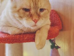 -猫腻·猫咖·撸猫馆(星光大道店)