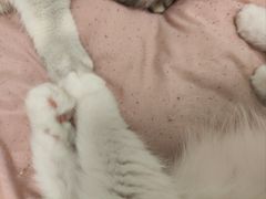 -柚子猫舍·精品猫舍购猫·猫咪认养·购宠·宠物店