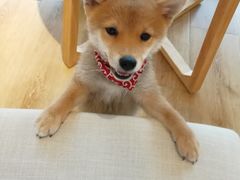 -柴犬小屋·柴餐厅·狗咖食堂(金鼎广场店)