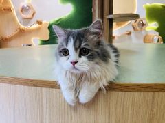 -猫和宫(六道口店)