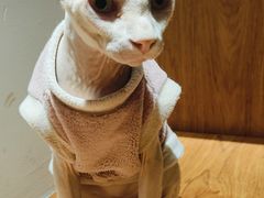 -有猫主题·治愈系猫咖(曾厝垵店)