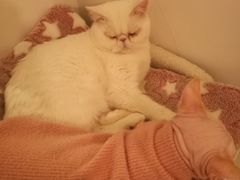 -猫腻·猫咖·撸猫馆(星光大道店)
