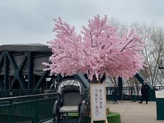 -武汉知音号
