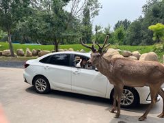 -北京野生动物园