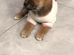 -柴犬小屋·柴餐厅·狗咖食堂(金鼎广场店)