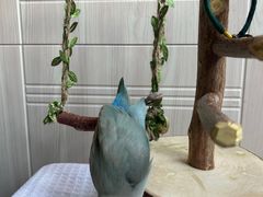 -爱侣宠医·鹦鹉专科·小型哺乳类·异宠专科(灵石路店)