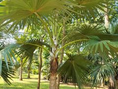 -中国科学院西双版纳热带植物园