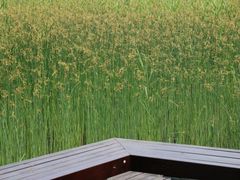 -昆山城市生态森林公园