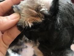 -宠福鑫康馨动物医院·骨科·眼科