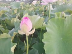-梁鸿国家湿地公园