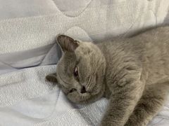 -东方名猫馆·英短金渐层布偶猫舍(环线广场1号楼店)