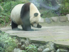 -中国大熊猫保护研究中心雅安碧峰峡基地