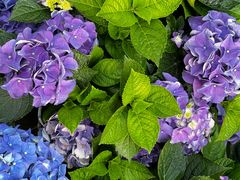 -海棠花溪(元大都城垣遗址公园)