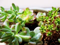 -秦美花卉(天朗·莱茵小城2期店)