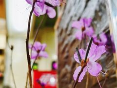 -王老实筋头巴脑锅里壮(泊头店)