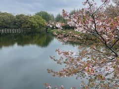 -上海共青森林公园