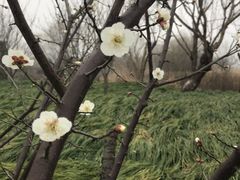 -长兴太湖图影湿地文化园