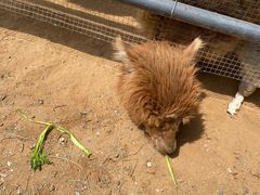 -秦皇岛野生动物园