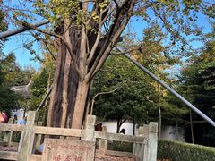 -上海佘山国家森林公园天马山园