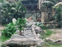 -深圳野生动物园