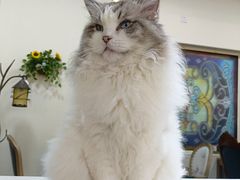 -猫小院猫主题餐厅(南锣旗舰店)