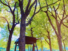 -合肥滨湖国家森林公园