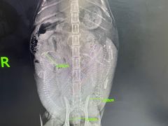 -谐和益家动物医院·免疫绝育·血液透析·宠保定点医院(高新伊藤分院)