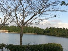 -上海海湾国家森林公园