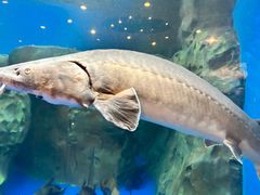 -上海海洋水族馆