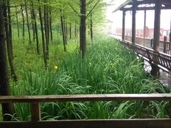 -溱湖国家湿地公园