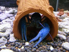 android_upload_pic-上海大自然野生昆虫馆