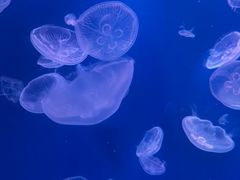 -江和美海洋公园