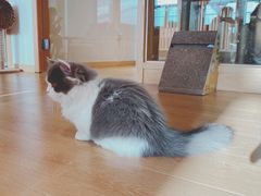 -猫腻·猫咖·撸猫馆(星光大道店)