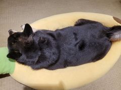 -逗柴咖啡屋·狗咖猫咖宠物桌游