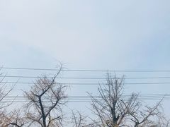 -千年银杏谷文化旅游区