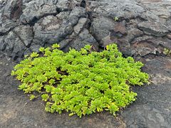 -夏威夷火山国家公园