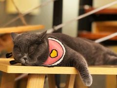 -豆逗聊愈猫阁Easy Life