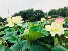 -白洋淀景区