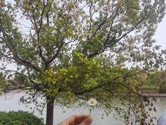 -红梅公园