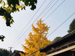 -龙抄手(文殊坊店)