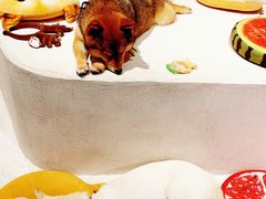 -柴务处·柴犬主题狗咖