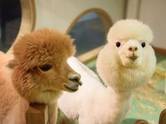 羊驼-藦茜花园宠物主题亲子互动体验馆(国顺东路店)