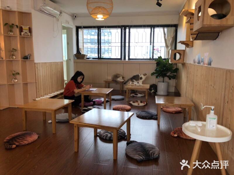 光合作用·猫咖--环境图片-深圳美食-大众点评网