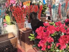 -中环花鸟鱼虫市场