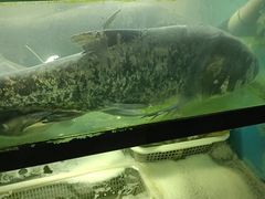 -好灶头妈妈菜·柴火灶台鱼·千岛湖土菜地标美食