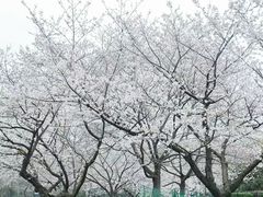 -武汉大学-樱园