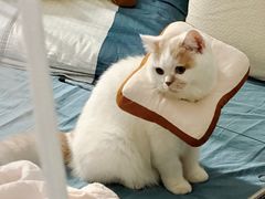 -凯特喵百思猫专科医院