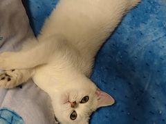 -lincat·猫舍(广州店)